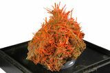 Bright Orange Crocoite Crystal Cluster - Tasmania #148522-2